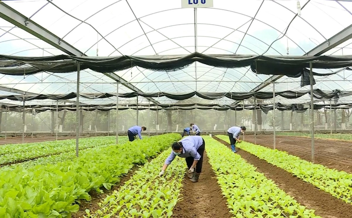 Nông nghiệp tỉnh Ninh Bình đang có chuyển biến toàn diện.