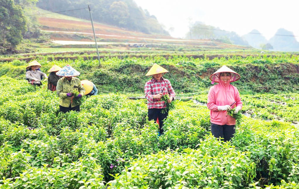 Cây cỏ ngọt bén rễ trên đất Cao Bằng.