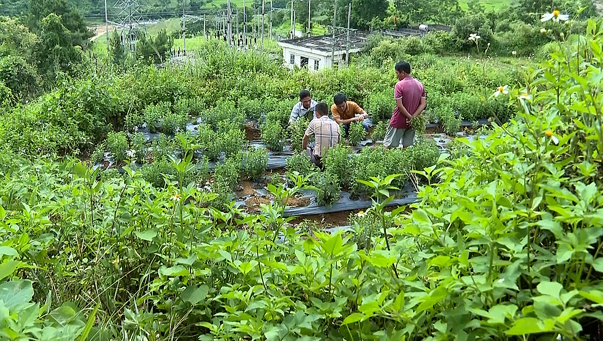 Kinh tế từ cây cỏ ngọt được đánh giá cao hơn nhiều loại cây trồng truyền thống.