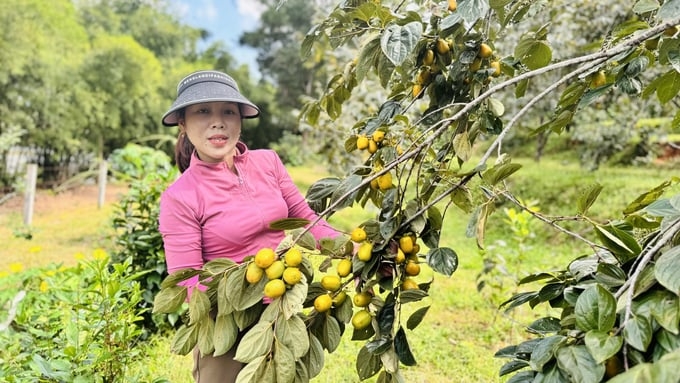 Hồng không hạt có giá trị kinh tế cao, giúp người dân nâng cao thu nhập, giảm nghèo bền vững.