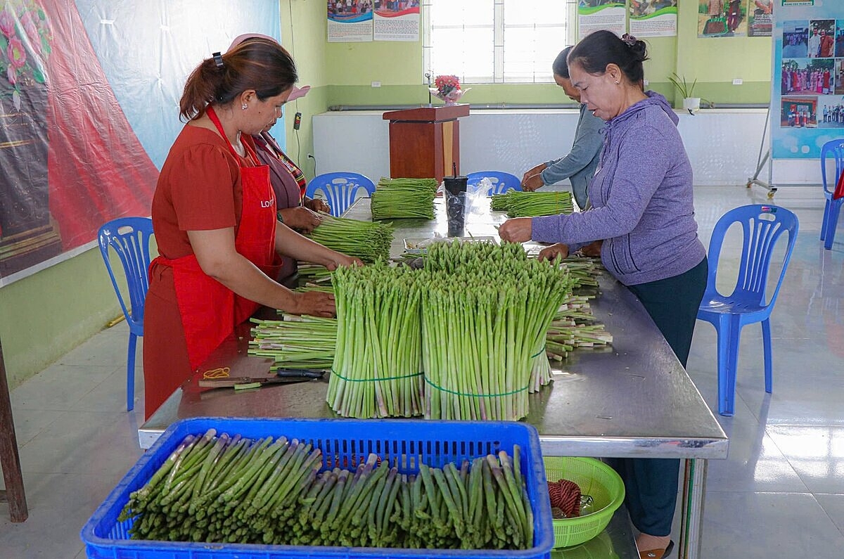 Thành viên HTX Tuấn Tú phân loại và đóng gói măng tây.