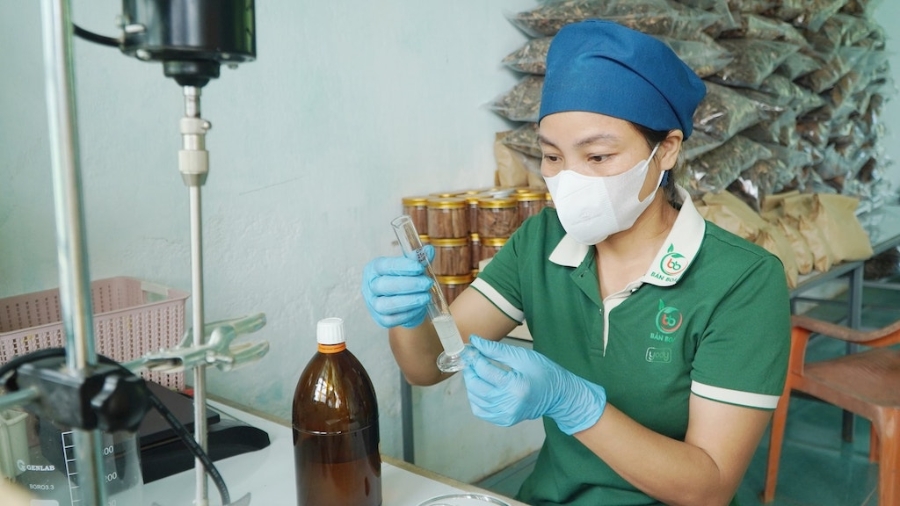 HTX Sản xuất nông sản và dược liệu Bản Boa đang nỗ lực nâng cao giá trị kinh tế cho cây thiên niên kiện thông qua khâu chế biến.