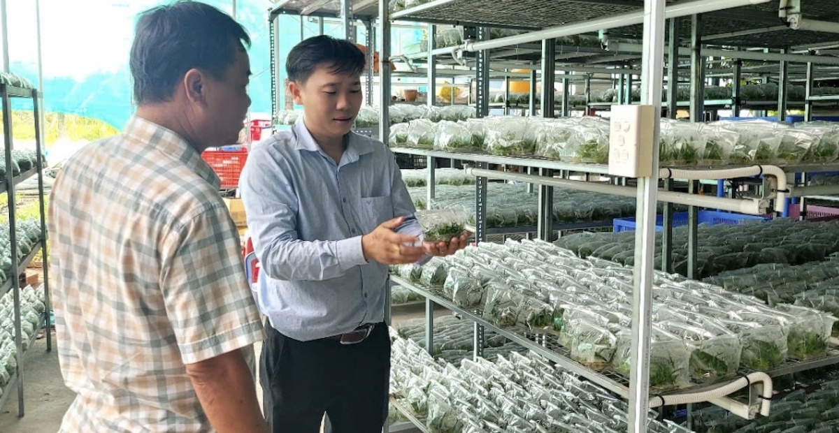 HTX nông nghiệp công nghệ cao Kim Phát sản xuất giống cây theo kỹ thuật cấy mô, vườn ươm và xây dựng mã số vùng trồng cây ăn trái.