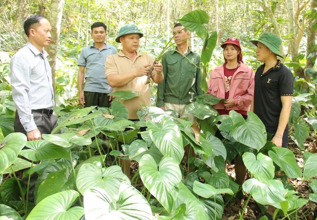 Mô hình liên kết chuỗi giá trị cây thiên niên kiện cần được nhân rộng với vai trò dẫn dắt của HTX nhằm cải thiện sinh kế cho người dân vùng cao.