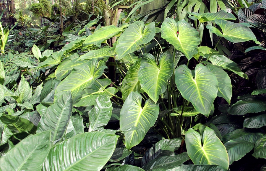 Việc trồng cây thiên niên kiện dưới tán rừng ở Trà Giáp mang lại nhiều ưu điểm vượt trội.