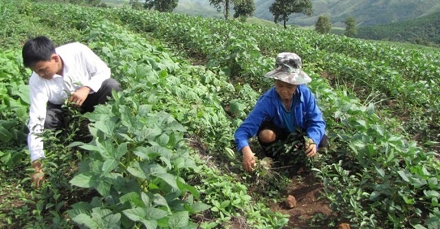 Các HTX trồng cây ngắn ngày, đời sống bà con ‘thay da, đổi thịt’, kinh tế ngày một khấm khá.