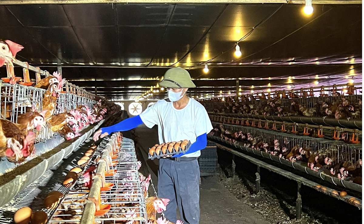 Mỗi ngày trang trại của ông Nguyễn Văn Huyên thu được hơn 7.000 quả trứng.