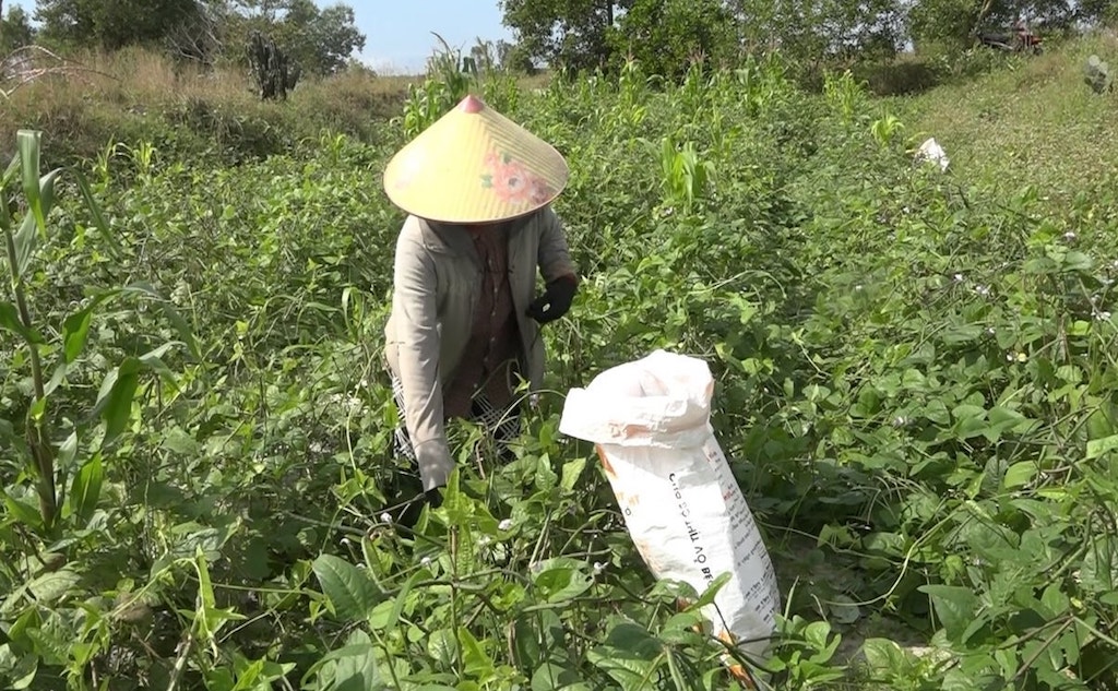 Ba Lòng là vùng nguyên liệu giá trị giúp HTX Triệu Nguyên tạo nên sản phẩm trà đậu đen xanh lòng hoa nhài đạt OCOP 4 sao.