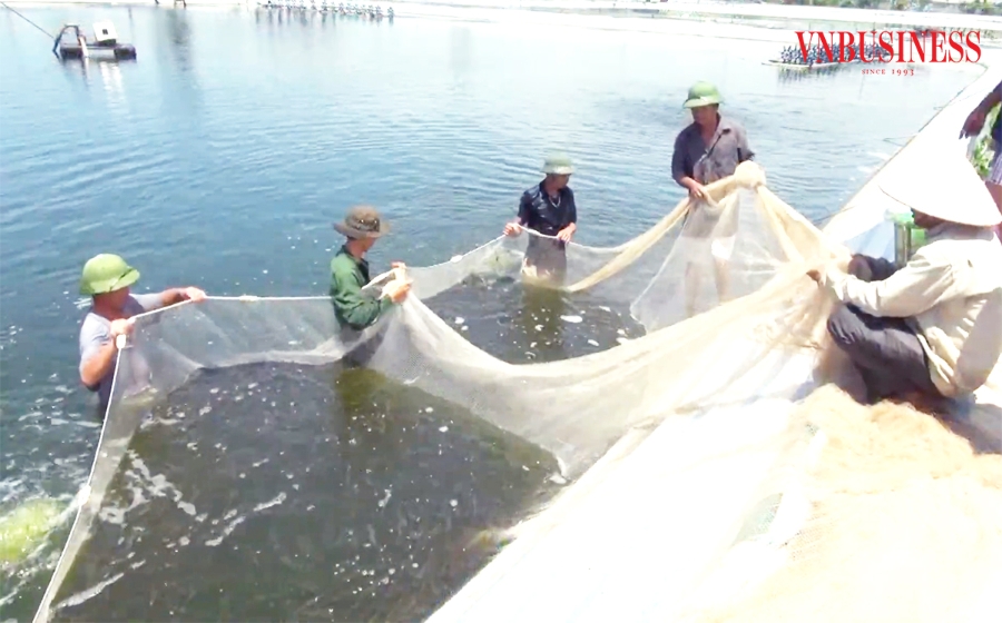 Nông dân, HTX tại Ninh Bình đang giàu lên với những mô hình sản xuất hiệu quả, doanh thu bạc tỷ mỗi năm.