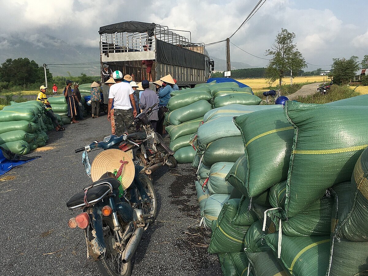 HTX thu mua lúa ngay tại đầu bờ cho bà con.