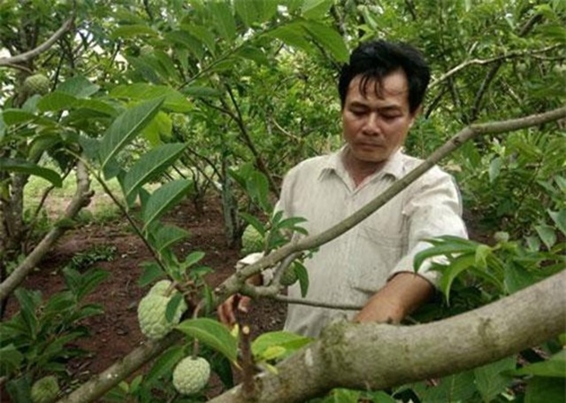 Kông Chro đã thành lập các HTX trồng cây ăn trái cho hiệu quả kinh tế cao.