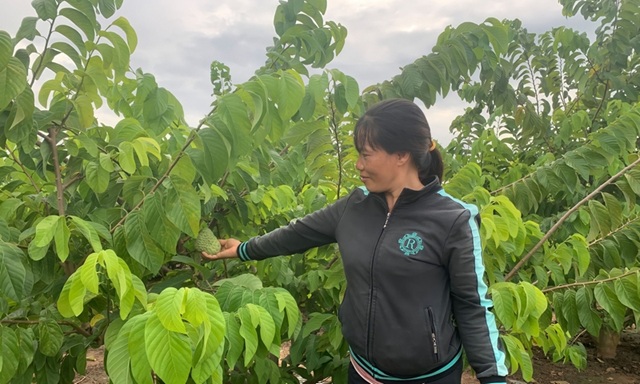 Nhiều hộ gia đình đã tìm được hướng khởi nghiệp mới với giống na Thái, từ đó vươn lên làm giàu.