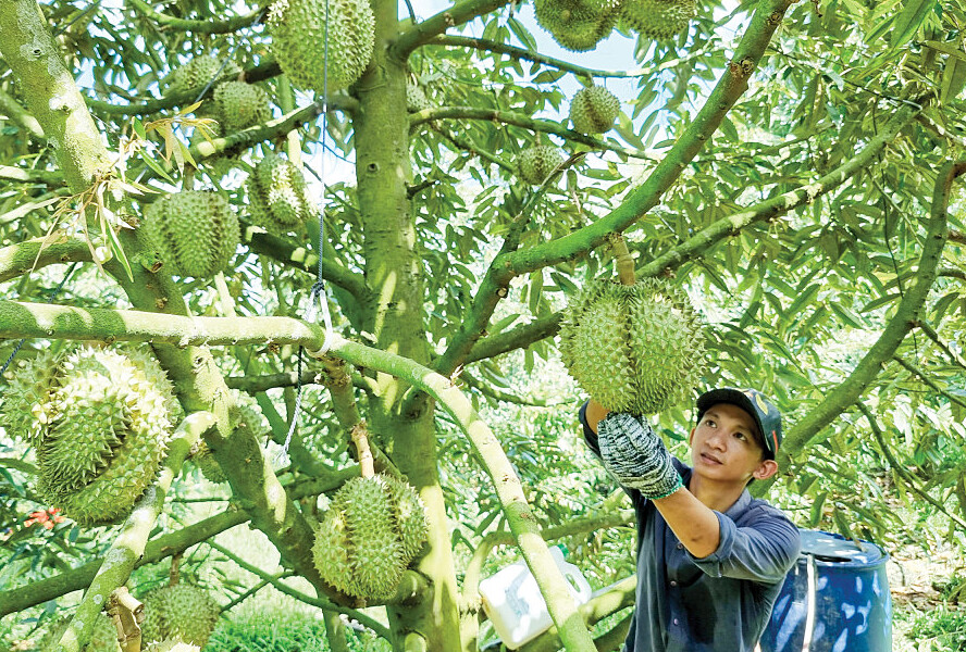 Liên kết sản xuất giúp người dân nâng cao thu nhập.