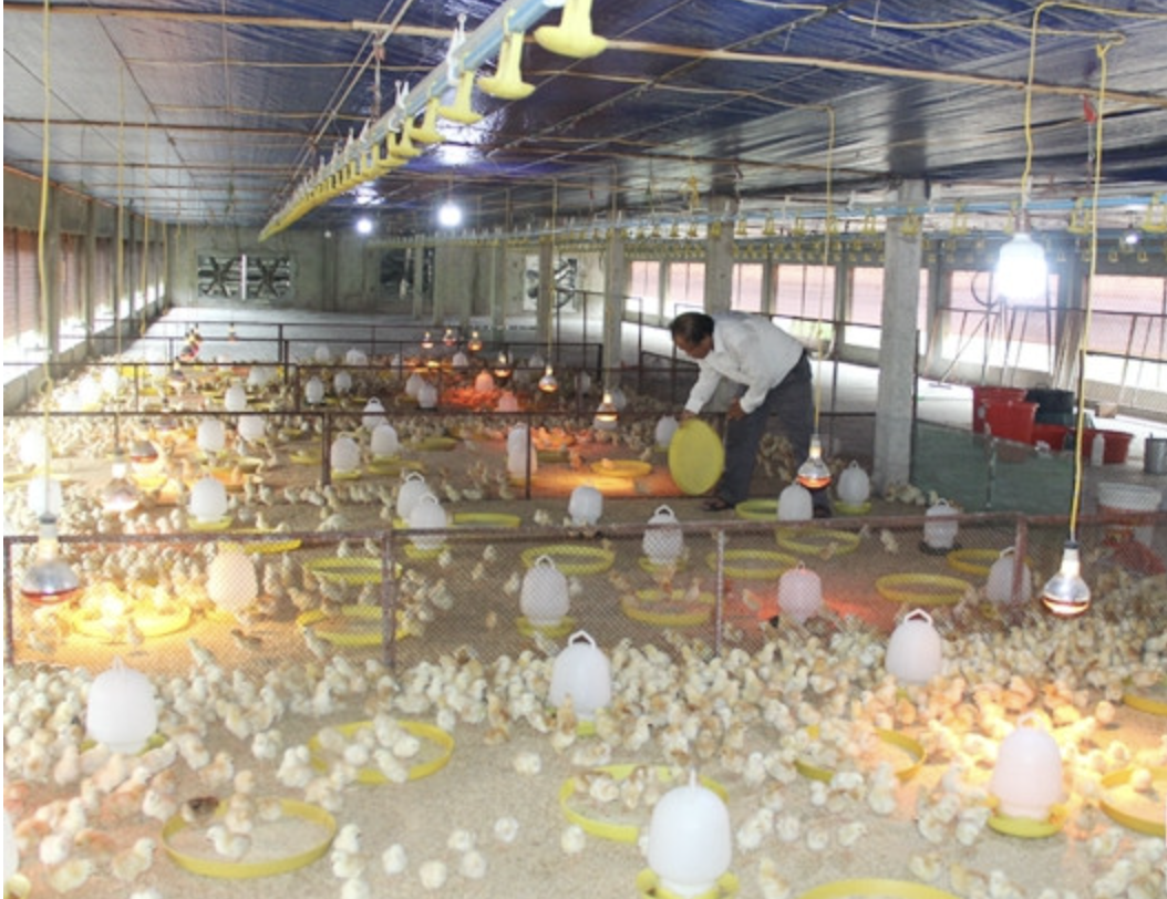 Những năm gần đây, cơ sở chăn nuôi của HTX Tài Lực xuất chuồng hơn 210 tấn gà thương phẩm, cho doanh thu gần 11 tỷ đồng.