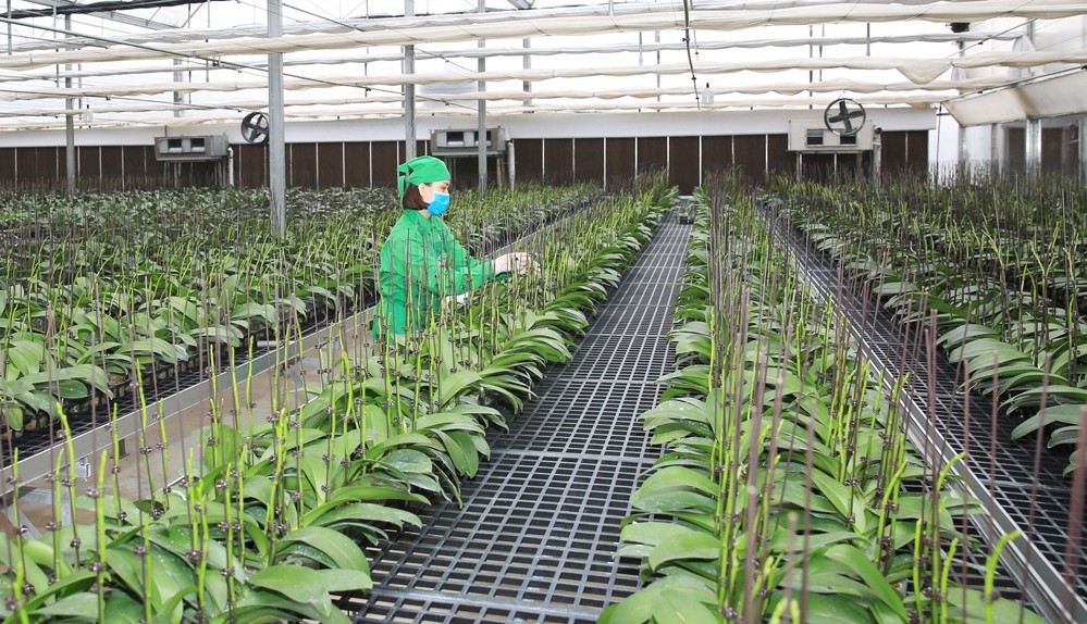 Chuyển đổi sang nông trại thông minh cần có các bước đi phù hợp.