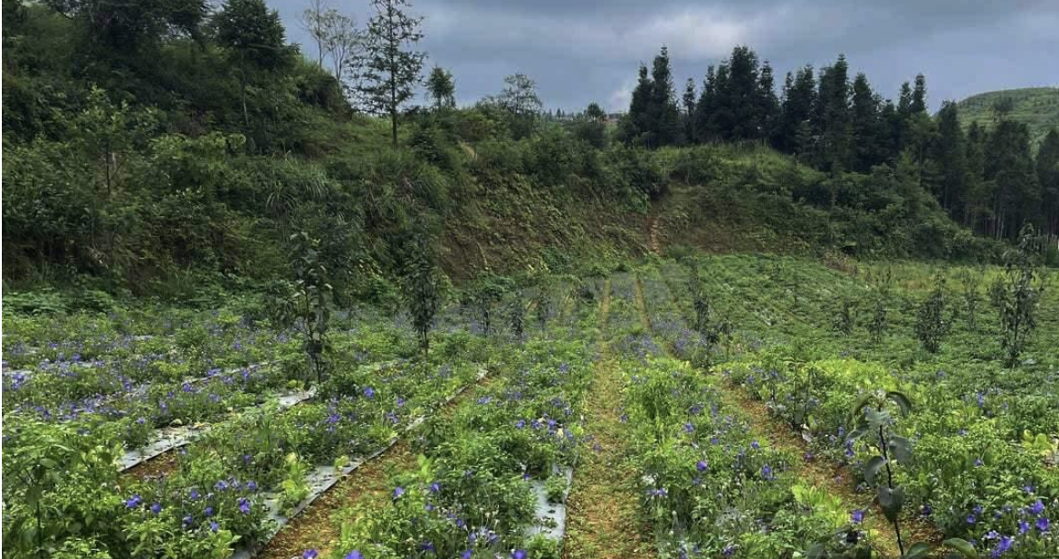 Thay vì khai thác hoang dã, người dân xã Lùng Phình được vận động, hướng dẫn để chuyển sang trồng và chăm sóc dược liệu theo hướng bền vững.