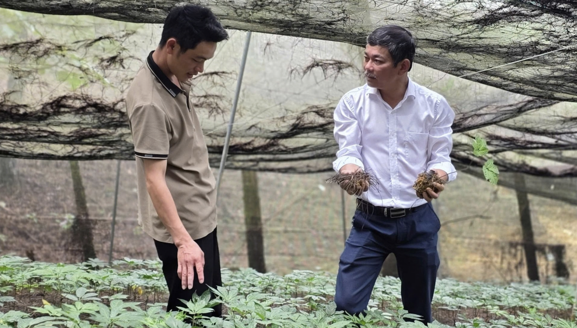 HTX Cồ Dề Chải quản lý khoảng hơn 1.000 hộ trồng đủ các loại đương quy, cát cánh, tam thất, với diện tích hơn 40 ha.