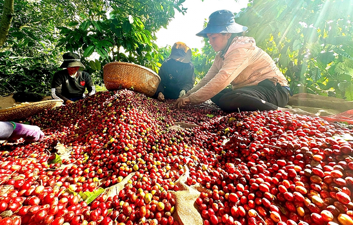 Cà phê đồng loạt giảm giá.
