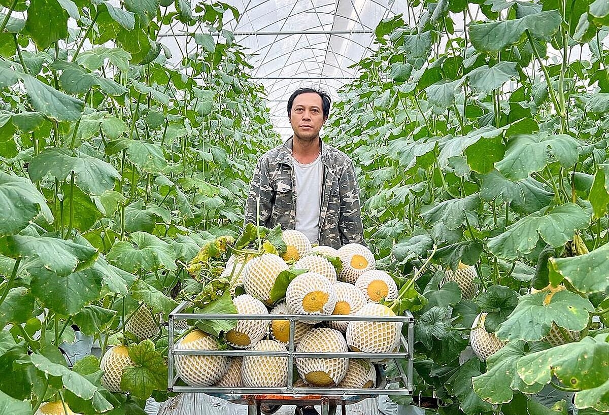 Mô hình trồng dưa trong nhà lưới, nhà màng đem lại hiệu quả kinh tế cao cho nông dân, thành viên HTX.