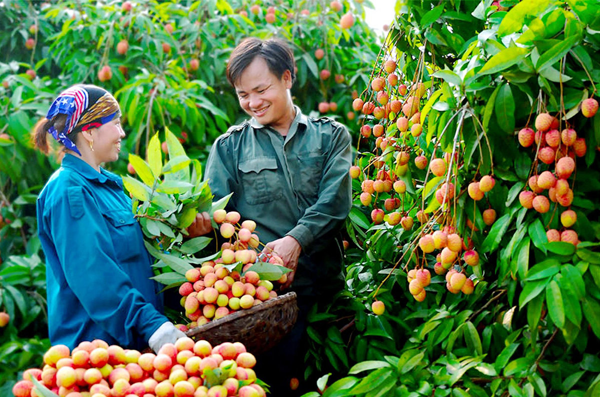 Nông nghiệp kết hợp du lịch trải nghiệm đem đến nguồn sinh kế bền vững cho người dân.