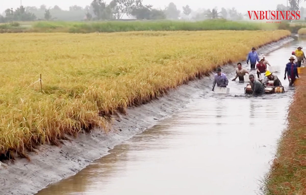 Mô hình lúa tôm được gọi là món quà thiên nhiên làm giàu cho nông dân, HTX ở Cà Mau &lpar;Ảnh: BCM&rpar;.