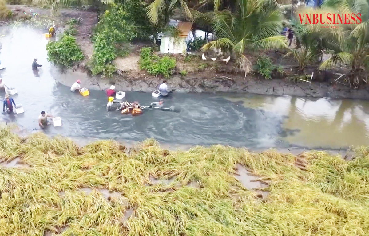 Canh tác thuận thiên, liên kết chặt chẽ là chìa khóa thành công của nông dân, HTX phát triển mô hình lúa tôm &lpar;Ảnh: BCM&rpar;.