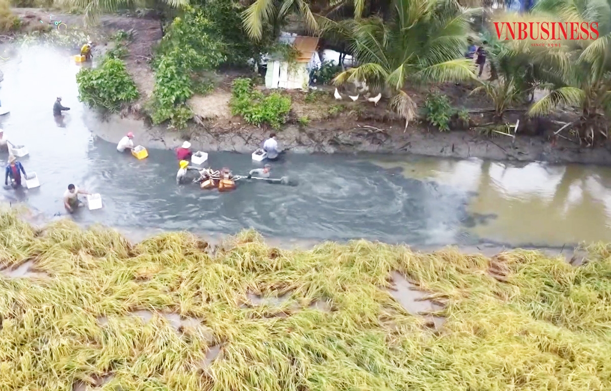 Canh tác thuận thiên, liên kết chặt chẽ là chìa khóa thành công của nông dân, HTX phát triển mô hình lúa tôm &lpar;Ảnh: BCM&rpar;.