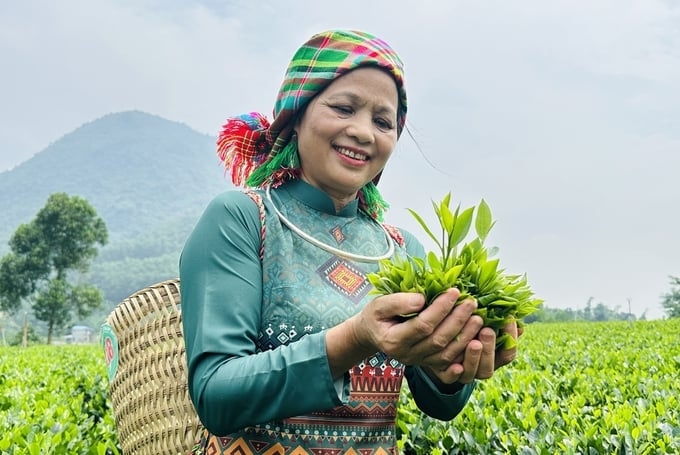 Cây chè giúp người dân La Bằng nâng cao thu nhập.