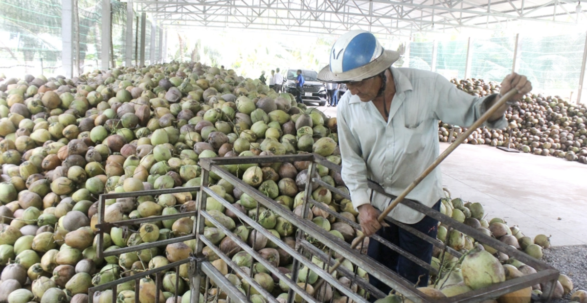 Một điểm thu mua dừa tập trung của HTX Dịch vụ nông nghiệp Công Bằng Hưng Lễ.
