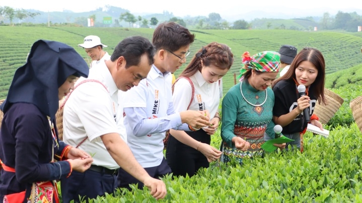 Nâng tầm giá trị ngành chè La Bằng nhờ kết hợp sản xuất và du lịch.