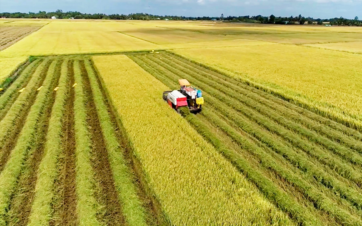 Cánh đồng lớn phát triển mạnh với sự tham gia của các HTX ở Vĩnh Thanh &lpar;Ảnh: BCM&rpar;.