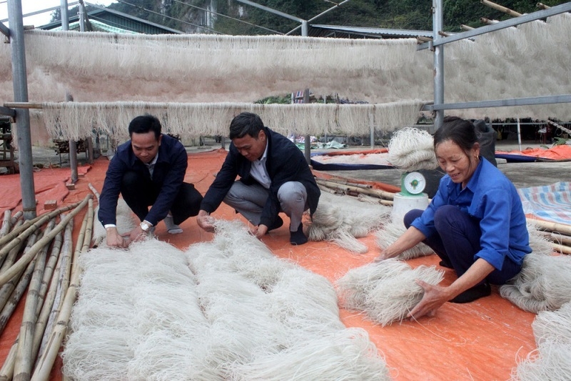 Để khuyến khích, vận động các hộ dân mở rộng diện tích, ngoài hỗ trợ giống, kỹ thuật chăm sóc, HTX sản xuất miến dong Thuận Tâm còn liên kết, thu mua và tiêu thụ sản phẩm, nhằm nâng cao thu nhập cho người dân.