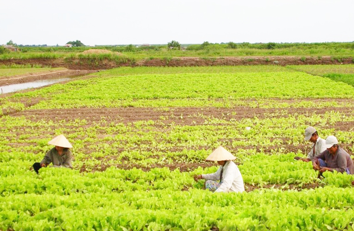Thành công của nông nghiệp là chìa khóa giúp Vĩnh Thành thắng lớn trong xây dựng nông thôn mới &lpar;Ảnh: BCM&rpar;.