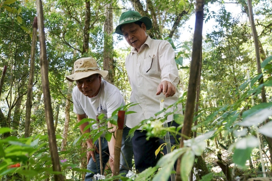 Trồng sâm Ngọc Linh kết hợp du lịch xanh mang lại nguồn lợi kép cho người dân xã Trà Linh.