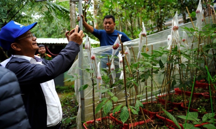 Du lịch xanh mang lại nguồn lợi kép cho người dân ở ‘thủ phủ sâm’ Trà Linh