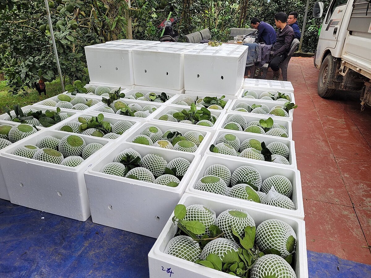 Sản phẩm bưởi da xanh của Khánh Hòa đã có thương hiệu trên thị trường.