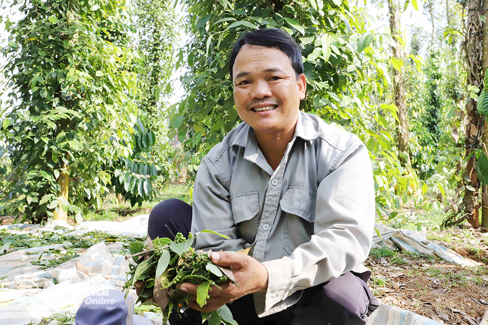 Trồng tiêu theo hướng bền vững giúp nâng cao hiệu quả kinh tế.