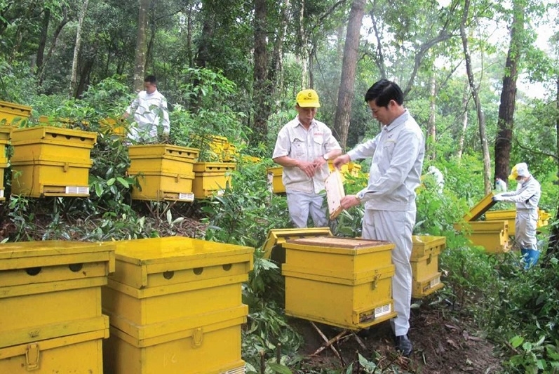 Bộ Công thương vừa sửa đổi quy định về hạn ngạch thuế quan xuất khẩu mật ong sang Nhật theo Hiệp định VJEPA.