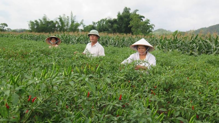 Cây ớt đang trở thành một trong những cây giảm nghèo cho nhiều nông dân ở Lạng Sơn.