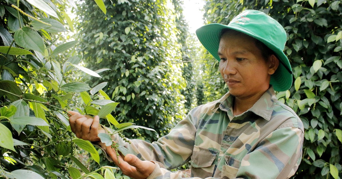 Hồ tiêu là một trong những loại cây trồng có giá bán cao trong thời điểm gần đây.