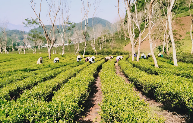 Từ sản xuất, kinh doanh chè, các địa phương đã đạt nhiều thành tựu trong công cuộc xóa đói, giảm nghèo.