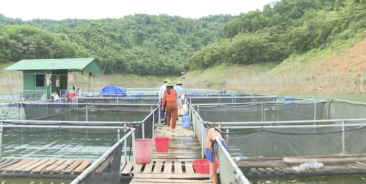 Nhiều địa phương tại Hà Tĩnh đã bắt đầu nuôi thử nghiệm cá tầm.