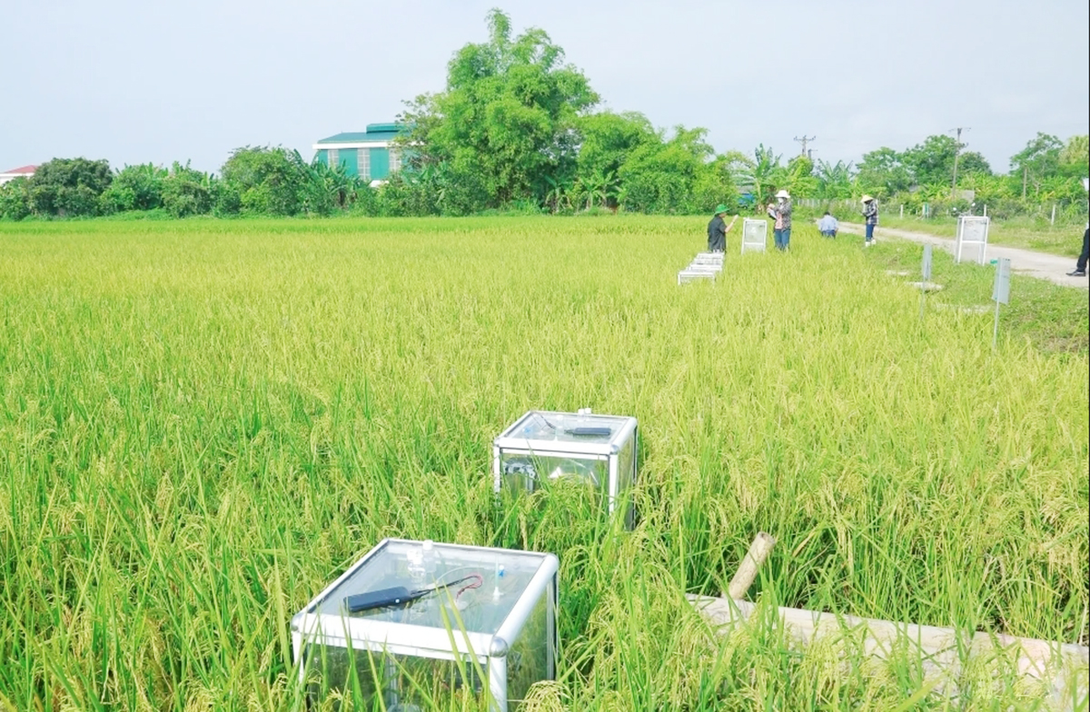 Ứng dụng khoa học kỹ thuật giúp nông dân, HTX ở Thanh Hóa thoát nghèo, làm giàu &lpar;Ảnh: BTH&rpar;.