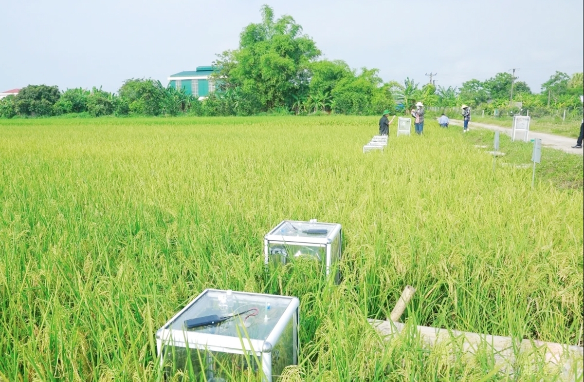 Ứng dụng khoa học kỹ thuật giúp nông dân, HTX ở Thanh Hóa thoát nghèo, làm giàu &lpar;Ảnh: BTH&rpar;.