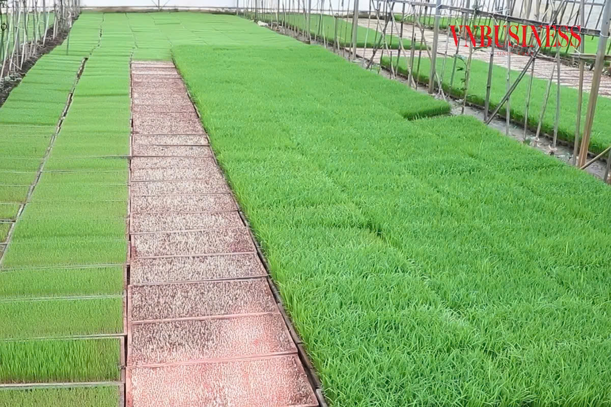 Nỗ lực đưa các sản phẩm nông nghiệp đạt được chứng chỉ OCOP.