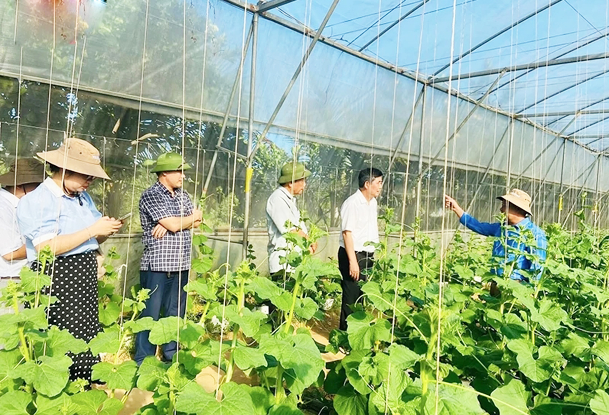 Bắt tay liên kết hình thành chuỗi giá trị sản phẩm là bí quyết thành công của nông dân, HTX ở Thanh Hóa &lpar;Ảnh: BTH&rpar;.