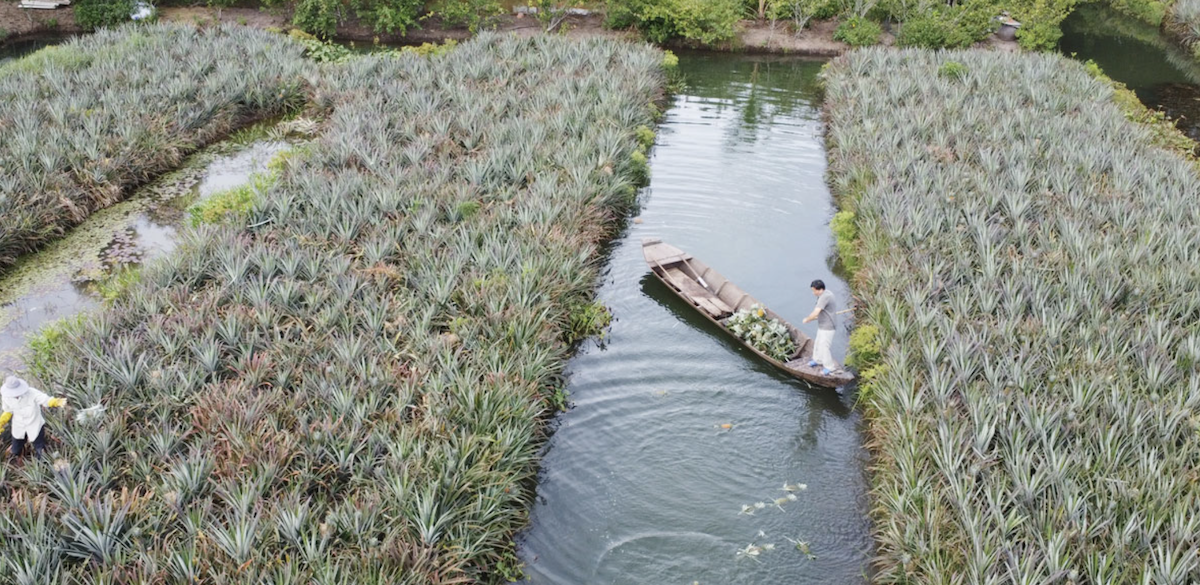 Diện tích trồng khóm tại Đồng Tháp liên tục mở rộng nhờ giá trị tăng cao.