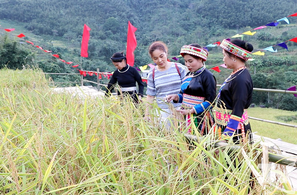 HTX đã liên kết snả xuất loại gạo đặc sản, giúp người dân nâng cao thu nhập.