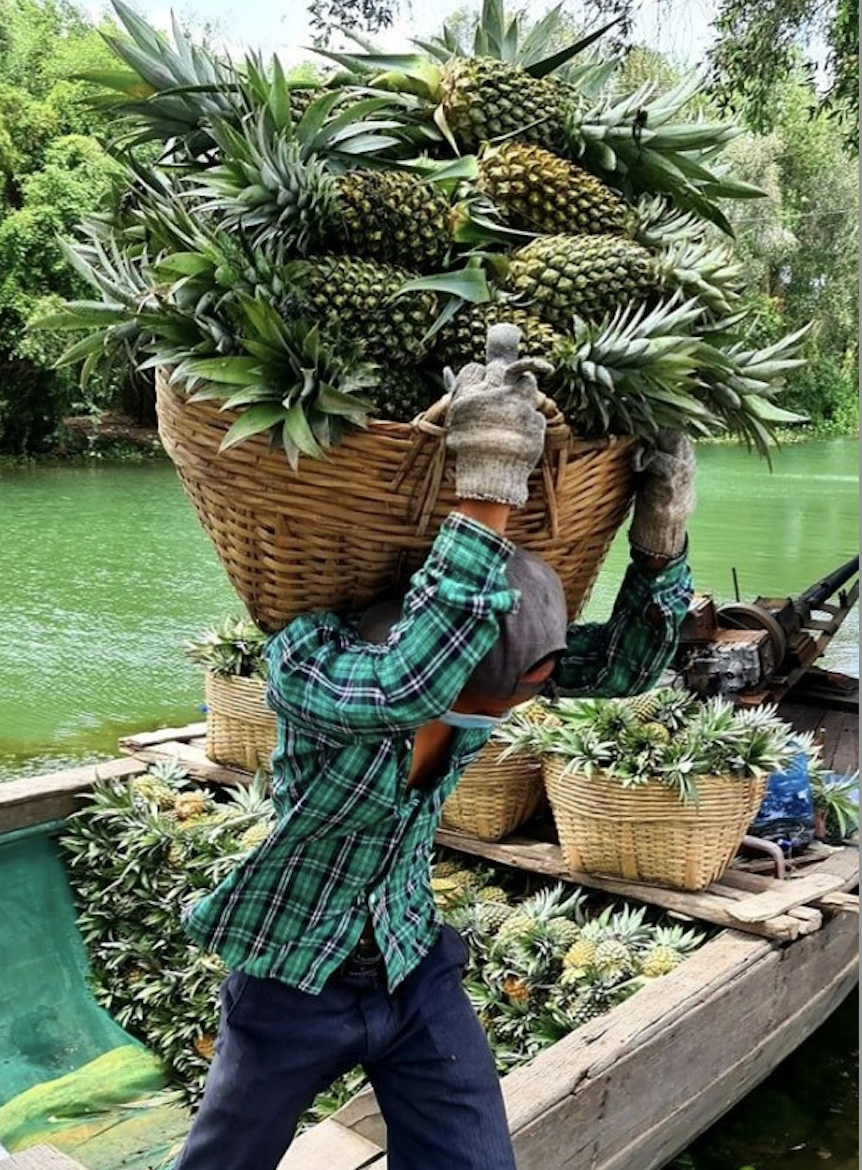 Nhờ trồng cây khóm nhiều hộ gia đình vươn lên làm giàu.