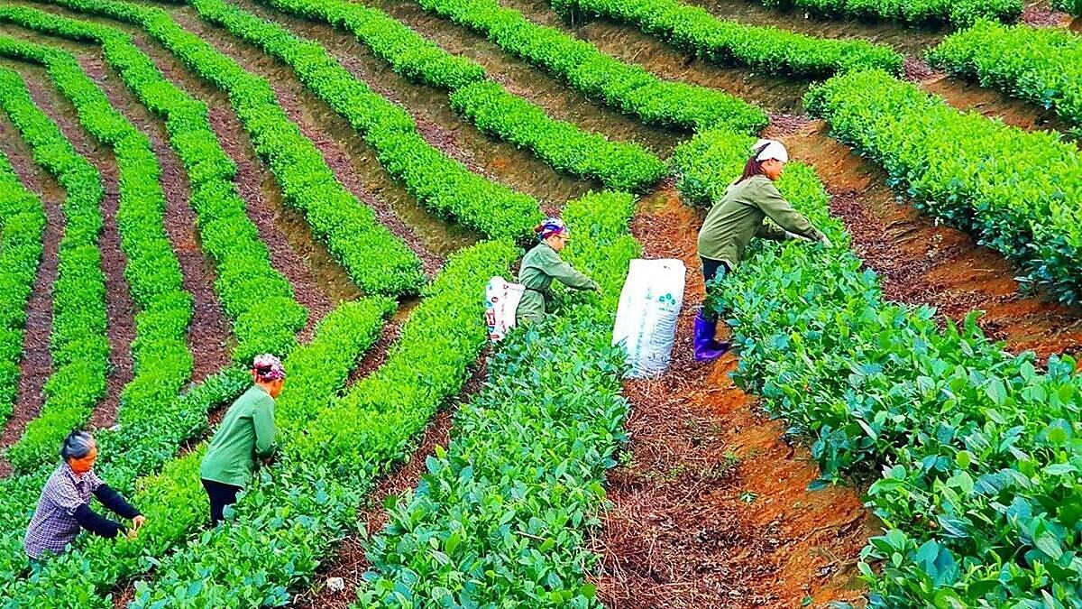 Kinh tế tập thể phát triển mạnh mẽ và hiệu quả trên địa bàn tỉnh Thái Nguyên.